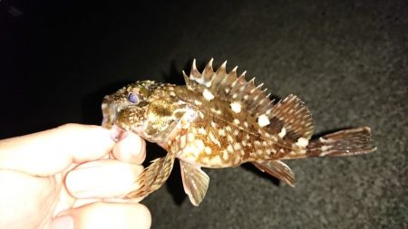 港内メバル＆ガシラ